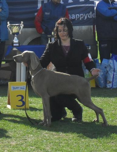 Weimaranner - Being judged in the show ring at CAC Brasov 2011