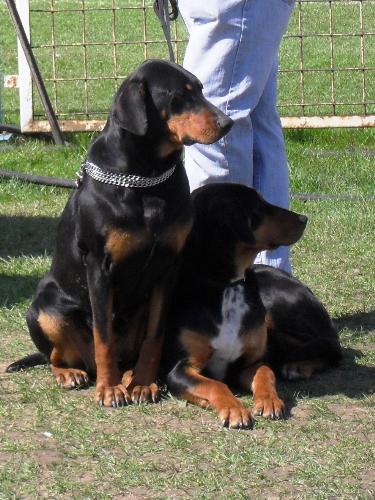 Transylvanian Hounds - Waiting their turn to enter show ring at CAC Brasov 2011