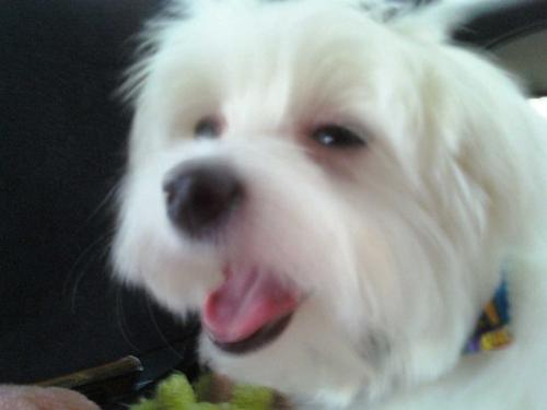 My cute dog! - She is a maltese and is so sweet. In the picture she is laughing. lol