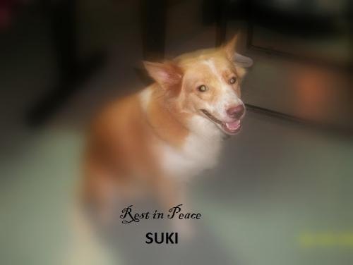 Suki: In Memoriam - Our beloved Suki.. You will truly be missed.  - Your family