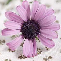 unknown flower - beautiful flower