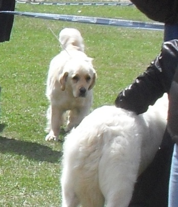 Golden Retriever - Waiting to enter the show ring at CAC Brasov 2011