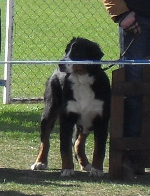 Bernen Shenenhund - Waiting to enter the show ring at CAC Brasov 2011