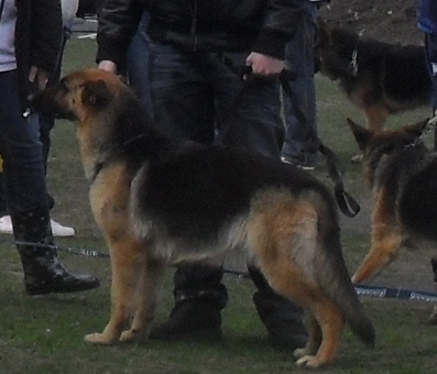 German Shepherd - Waiting to enter the show ring at CAC Brasov 2011