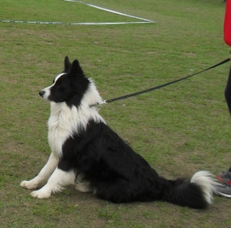 Border Collie - Waiting to enter the show ring at CAC Brasov 2011