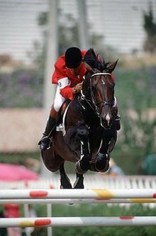 Beligum Warmblood - One of the many breeds of Warmbloods.