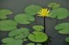 a plant rises unsullied from mud - In mordern socity need the character of man like the lotus rise unsullied mud .let our know what are the importand thing in ourselves lifetime.