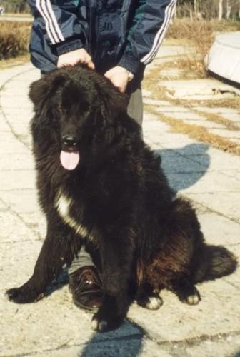 Romanian shepherd Corb - Hundred years old breed that is about to be recognized by FCI