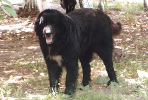 Romanian shepherd Corb - Hundred years old breed that is about to be recognized by FCI