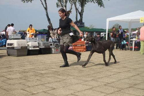 Great Dane - A beautiful and distinguished breed
