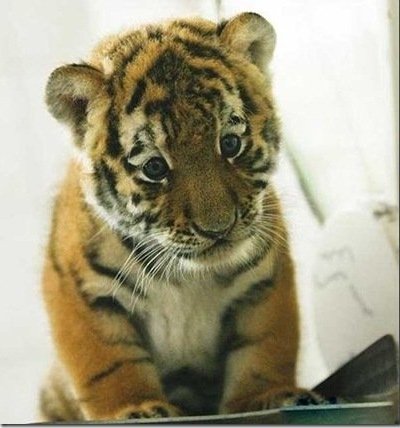 tiger - Baby tiger staring