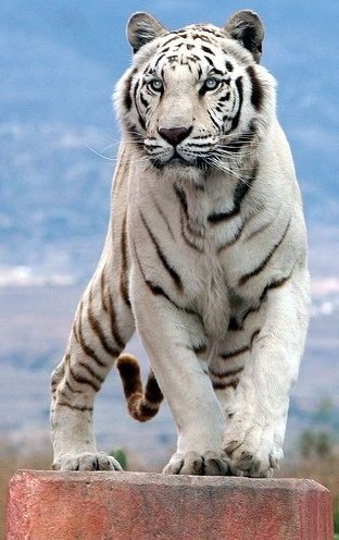 tiger - White and huge tiger