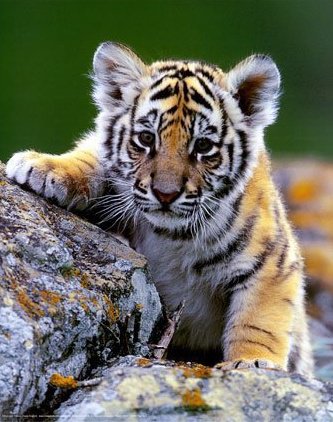 tiger  - cute baby tiger