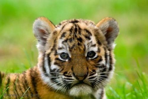 tiger  - baby tiger pic