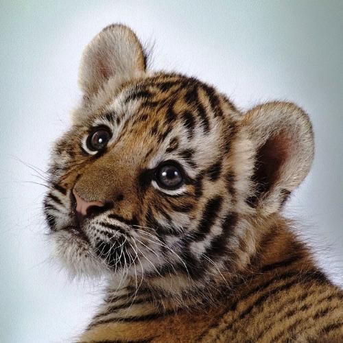 tiger  - baby tiger prayer