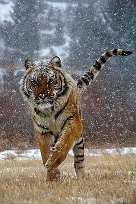 tiger  - tiger in snow