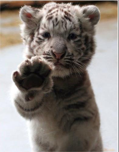 tiger  - Baby white tiger