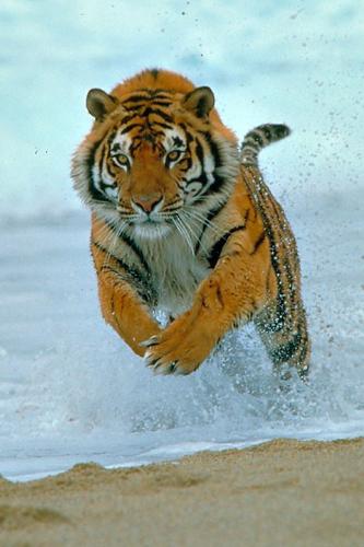tiger  - tiger jumping fastly