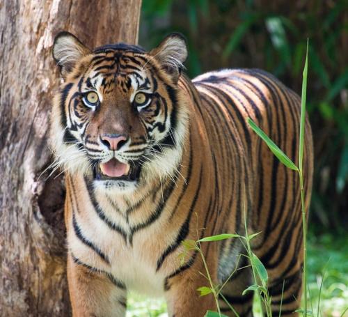 tiger  - tiger staring at the camera