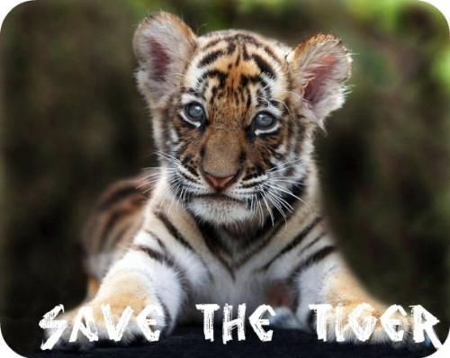tiger  - save the tigers