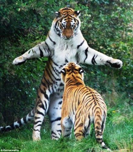 tiger  - tiger's play