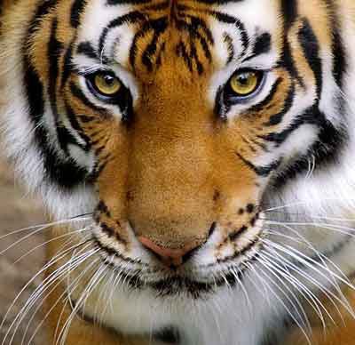 tiger - tiger face close shot
