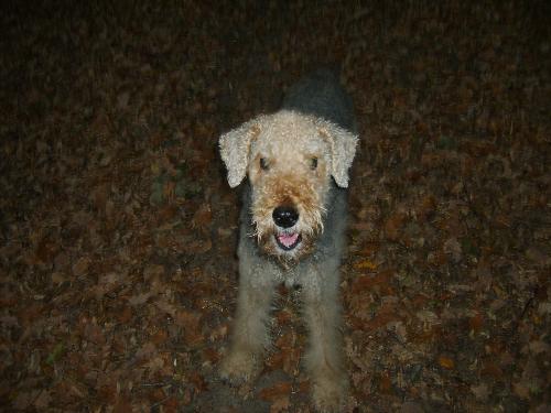 Nera's photo that touches my heart - I like to look at it for minutes. It shows Nera as it was: a happy, well loved dog. She looks like smiling in this picture.