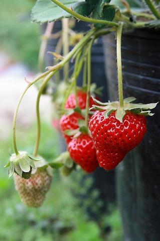 strawberry - photo resolution:319*479