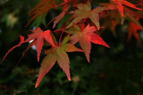leaves - photo resolution:479*318