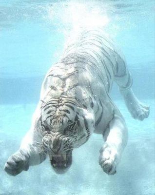 Tiger - White tiger attacking in water