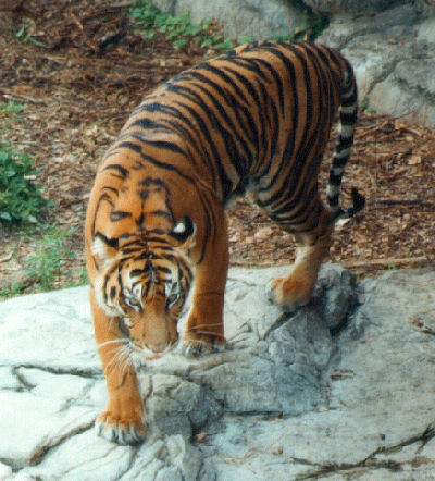 Tiger - The beautiful Bengal Tiger