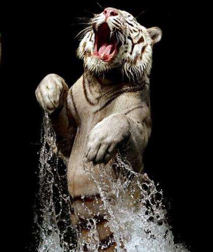 tiger - tiger playing with water