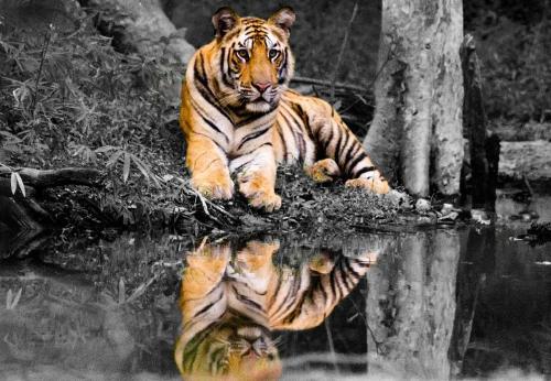 tiger - tiger with shadow in water