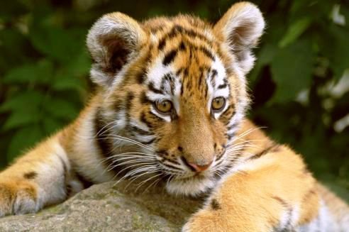 tiger - tiger cub