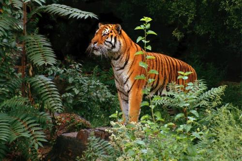 tiger - bengal tiger in forest