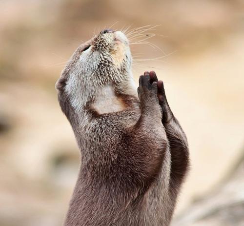 mongoose - mongoose praying sky