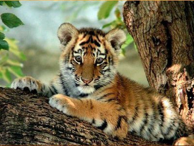 tiger - cub on tree