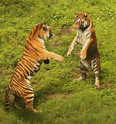 tiger - tigers play in the forest