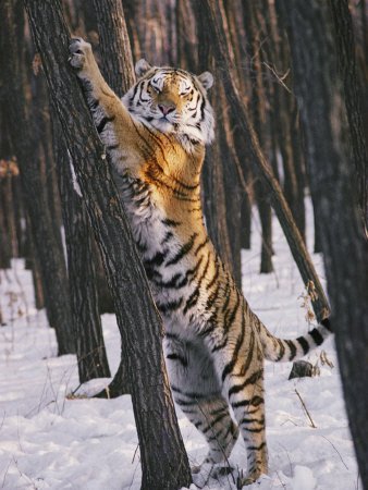 tiger - standing tiger