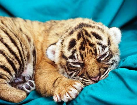tiger - tiger cub preservation
