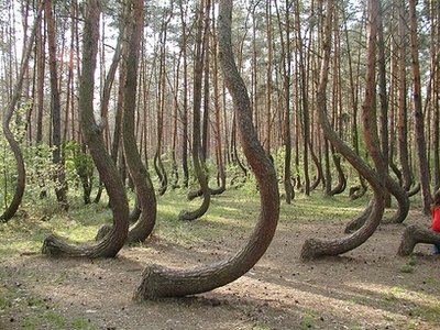 Weird growing trees - In Poland there is forest where this trees grow. Scienceists are baffled why they grew this way!
