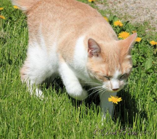 Aww! - This kitten looks like it is smells the dandelion!