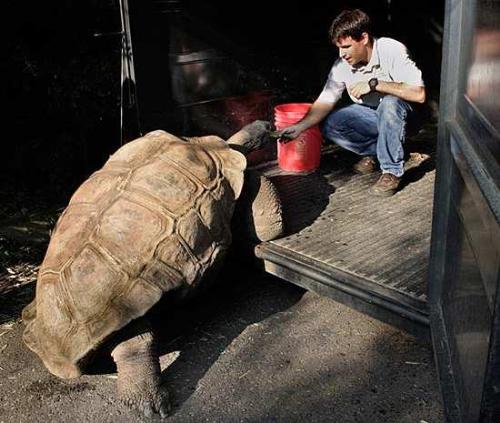 Tortoise - A Giant Tortoise being bribed in a trailer to be examed by a vet. These animals can live over a hundred years! Unreal!