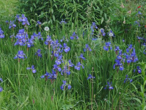 Small iris in may - Here are some of the may iris flowers to enjoy from Bucharest's park Herastrau.