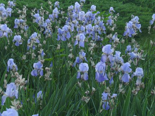 Closer look at iris flowers - Iris flowers closer to watch in Bucharest's park, Herastrau.