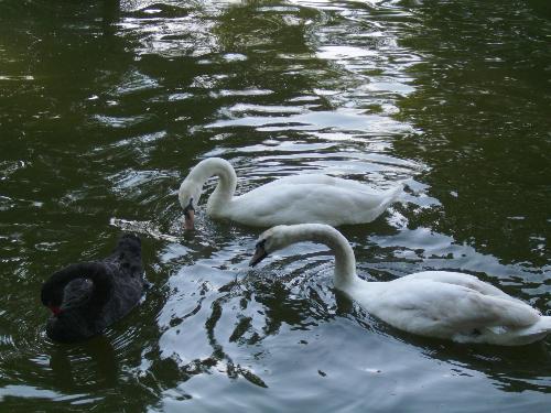 2 white and 1 black swans - Here are 3 swans, 2 white and 1 black enjoying the water in Herastrau park.