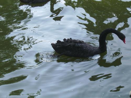 Black swan - Here is a black swan in Bucharest's park, Herastrau.