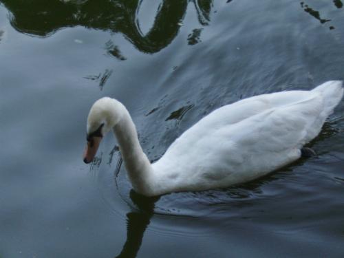 Close up with a white swan - Here is a close up with a white swan in Herastrau park, Bucharest.