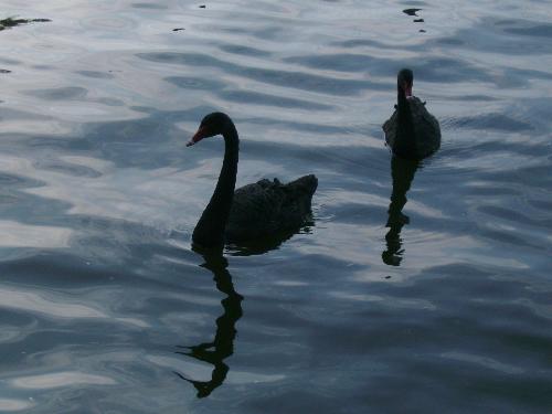 Close up with 2 black ones - Here is a close up with 2 black swans in Herastrau park, Bucharest.