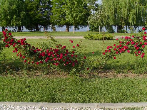 Red Roses Fence - There are red roses 'fences' in Herastrau park, Bucharest that are totally awesome in months of may, june and july.